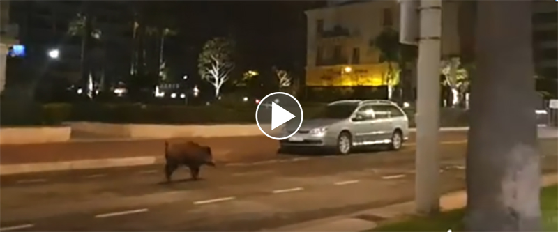 [Vidéo] Un sanglier sur la Croisette de Cannes