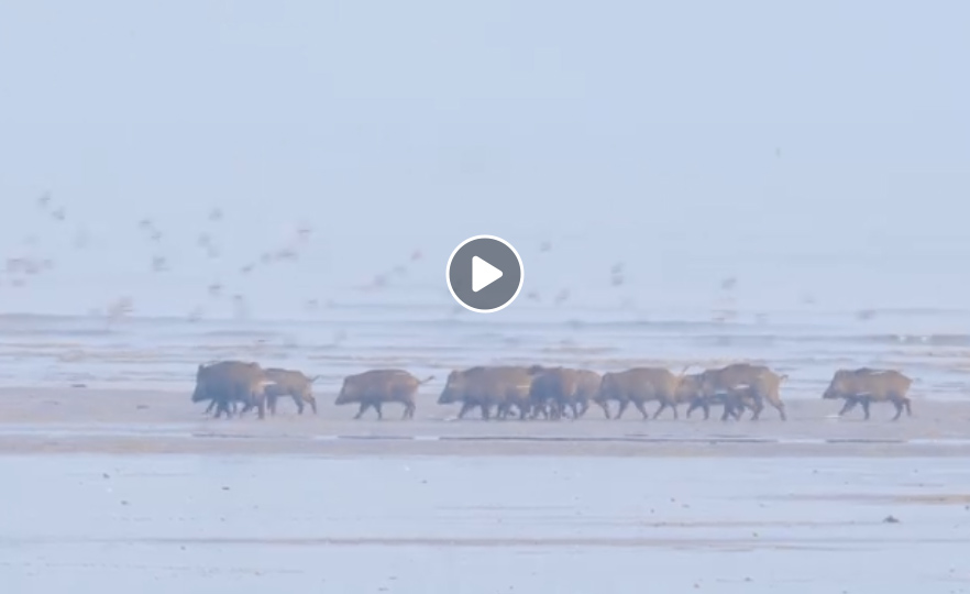 [Vidéo] des sangliers en baie du Mont-Saint-Michel