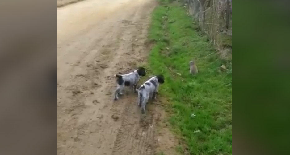 [Vidéo] Quand 2 jeunes chiots rencontrent un lapin