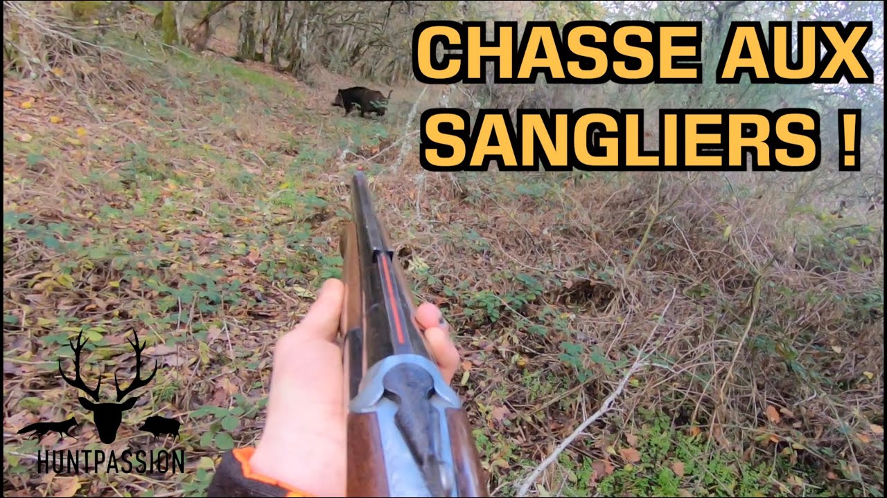 [Vidéo] Chasse aux sangliers et chevreuils