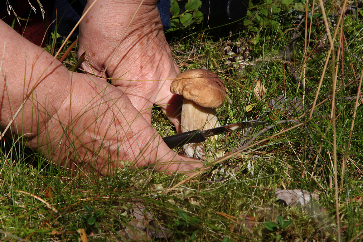 Confinement: quatre ramasseurs de champignons verbalisés.