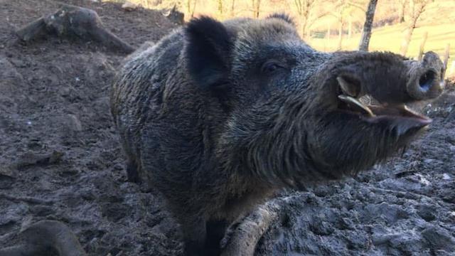 Ils refusent de faire euthanasier leur sanglier Maurice