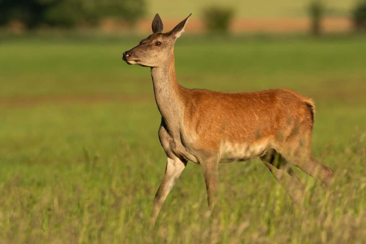 Un chasseur de 74 ans tu par une biche