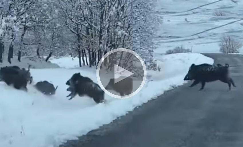 [Vidéo] Une compagnie de sangliers traverse et s’enfuit dans la neige