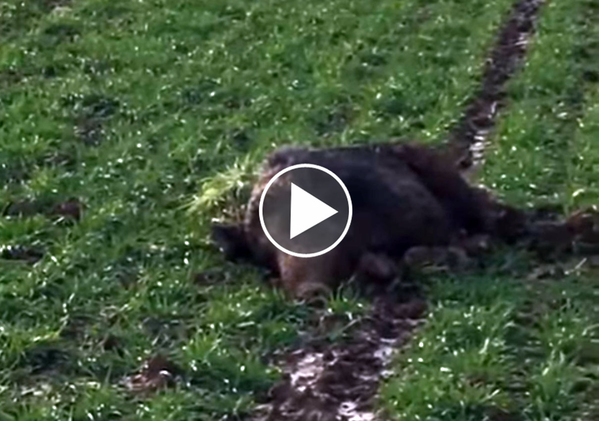 [Vidéo] Un sanglier surpris en train de dormir en plein champ