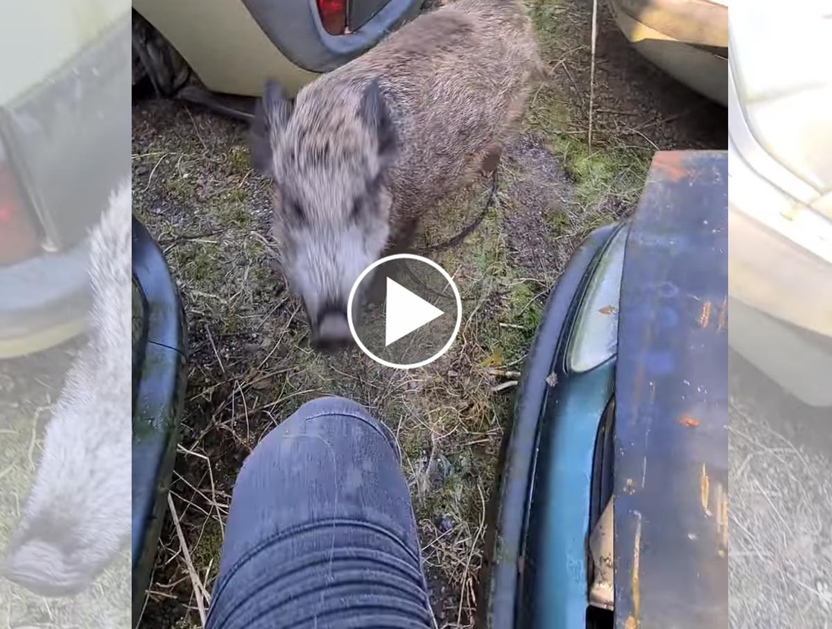 [Vidéo] Un sanglier agresse un mécanicien