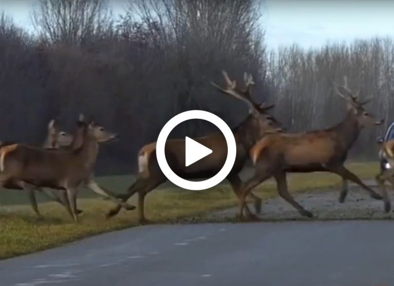 [Vidéo] Une Impressionnante Et Magnifique Harde De Cervidés Traverse La ...