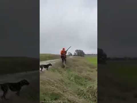 [Vidéo] Quand ton chien est meilleur que son maître à la chasse !