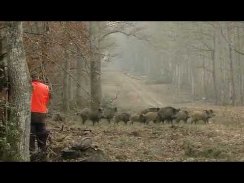 [Vidéo] Un chasseur avec beaucoup de sang froid