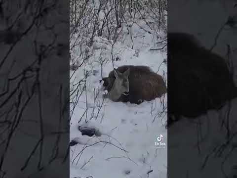 [Vidéo] Un sanglier et un chevreuil unis pour lutter contre le froid extrême