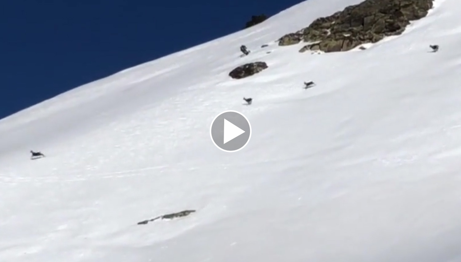 [Vidéo] Des isards piégés par la glace dévalent une pente