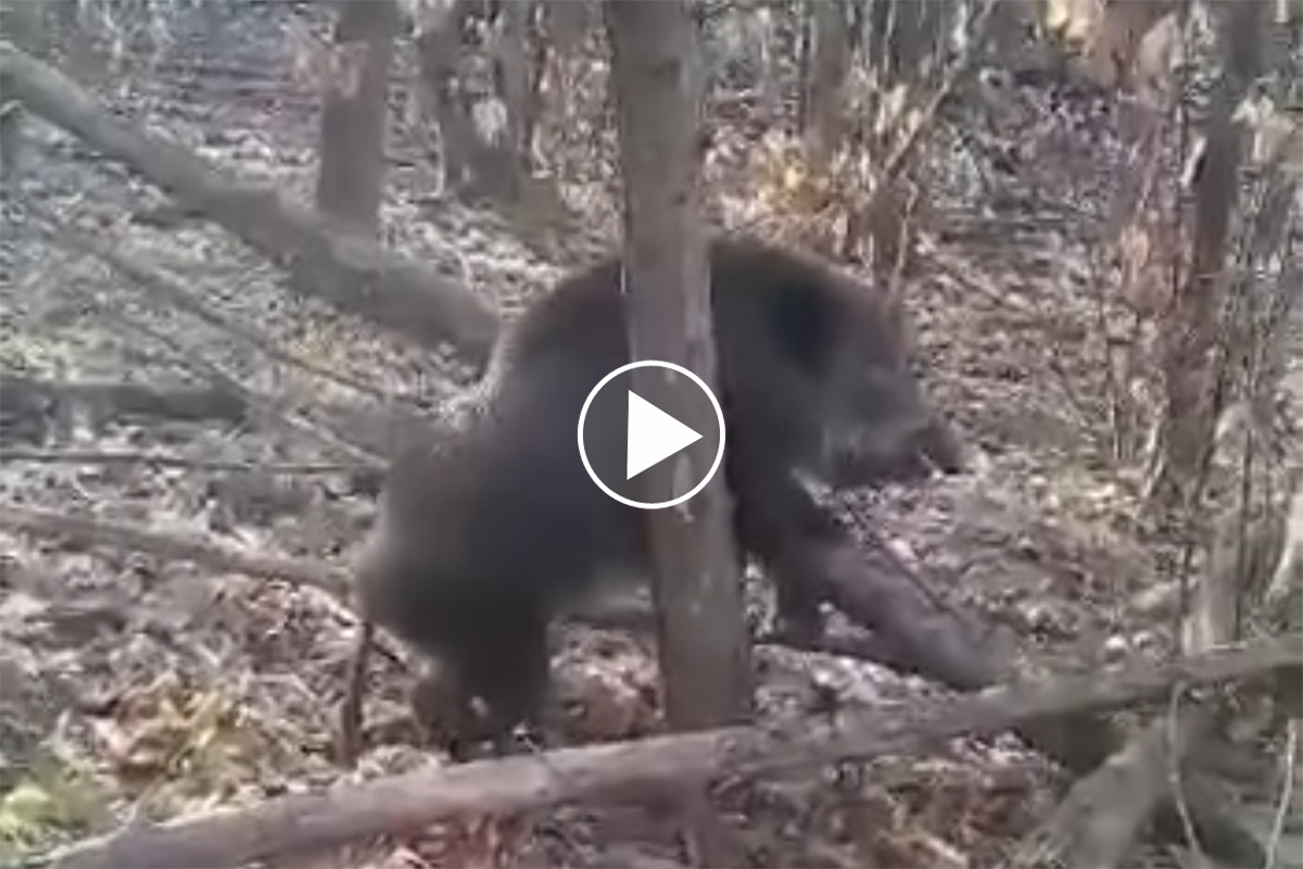 [Vidéo] Un imposant sanglier coincé entre 2 arbres