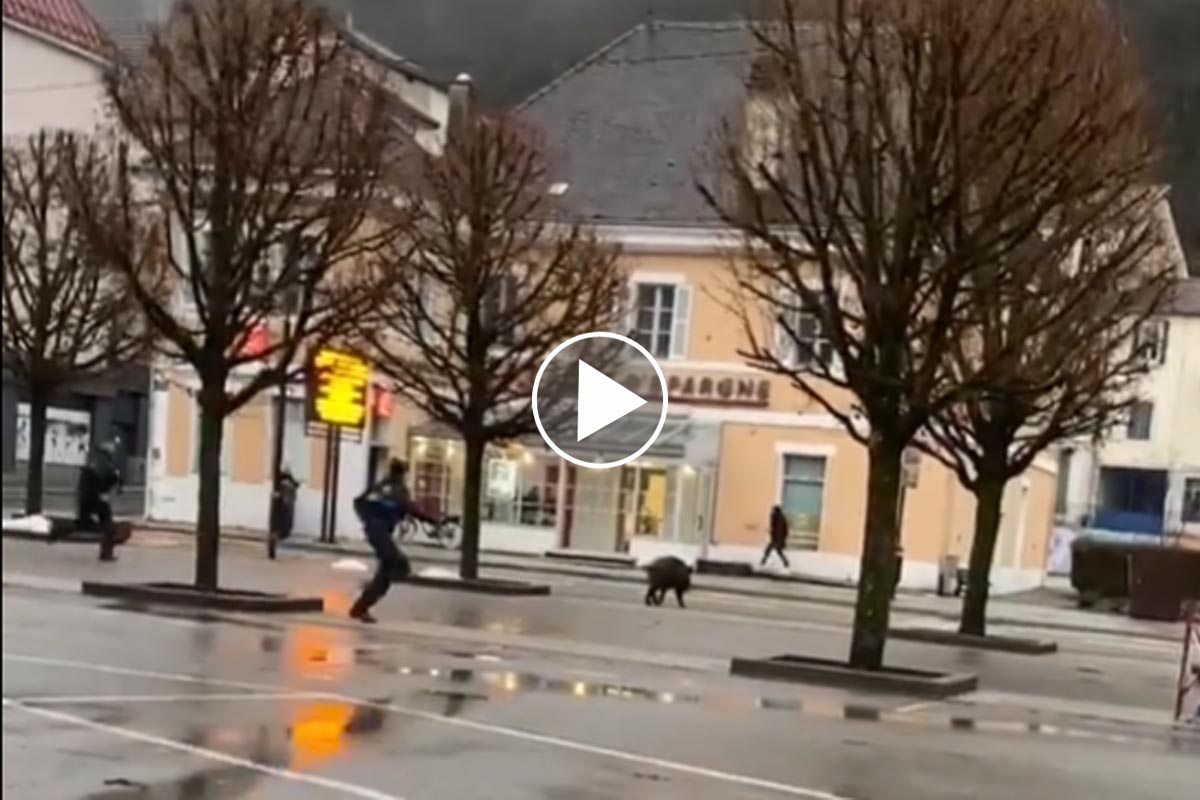 [Vidéo] Des policiers municipaux aux trousses d’un sanglier à Saint-Claude