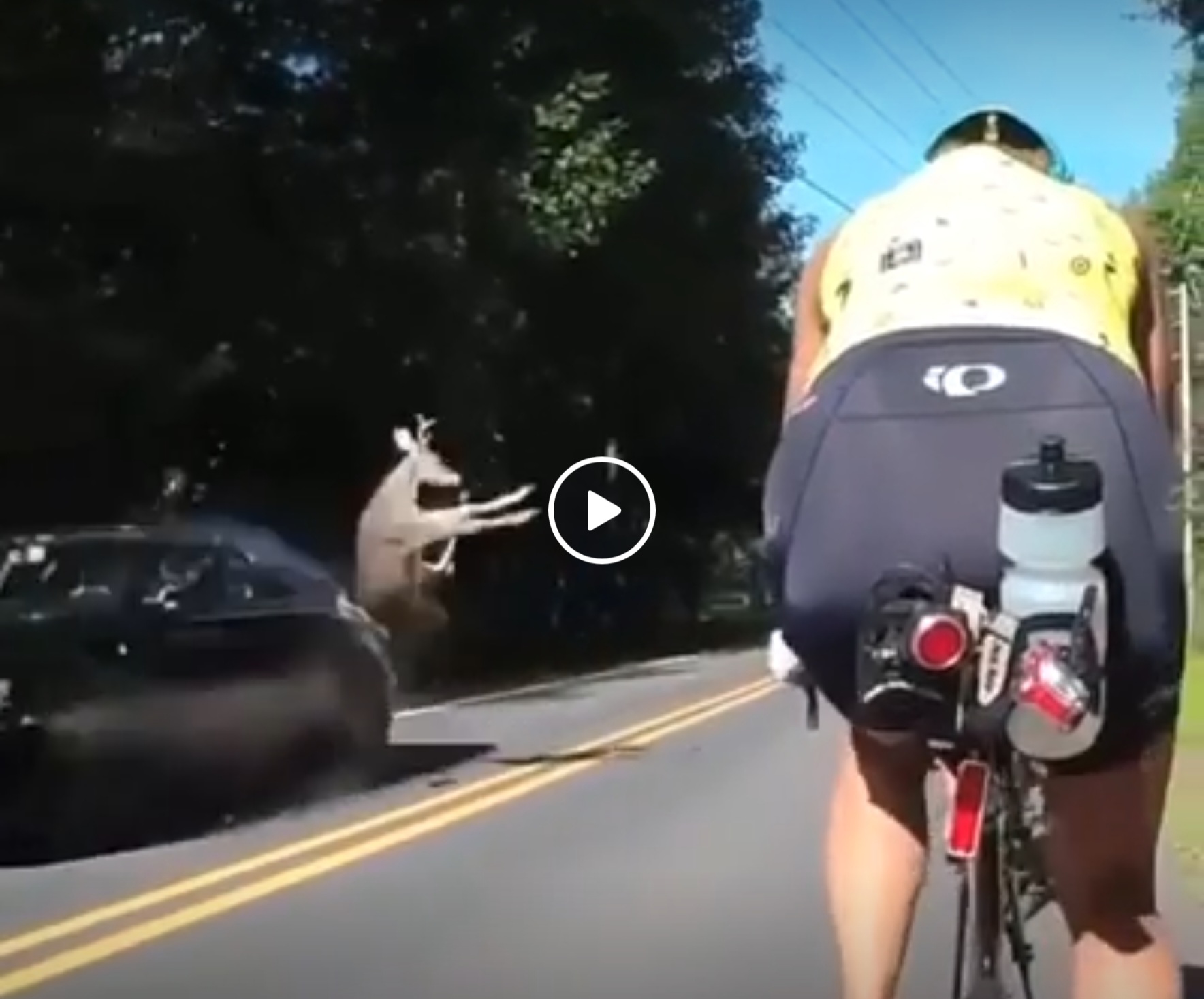 [Vidéo] Un cerf percuté par une voiture frôle une cycliste