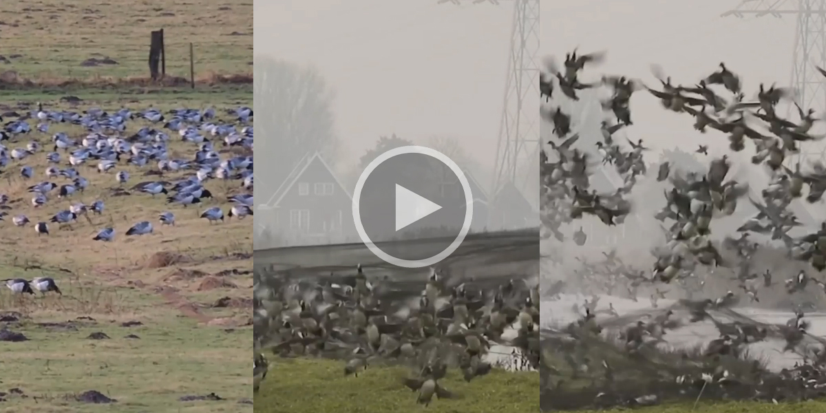 [Vidéo] La capture du gibier d’eau au canon à filet