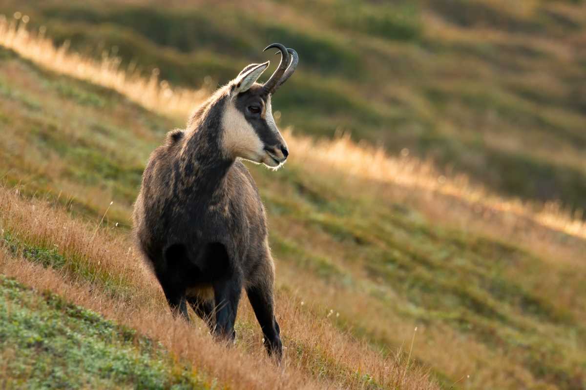 Le plan de chasse 2024/2025 prévoit le prélèvement de près de 500 chamois dans le Doubs