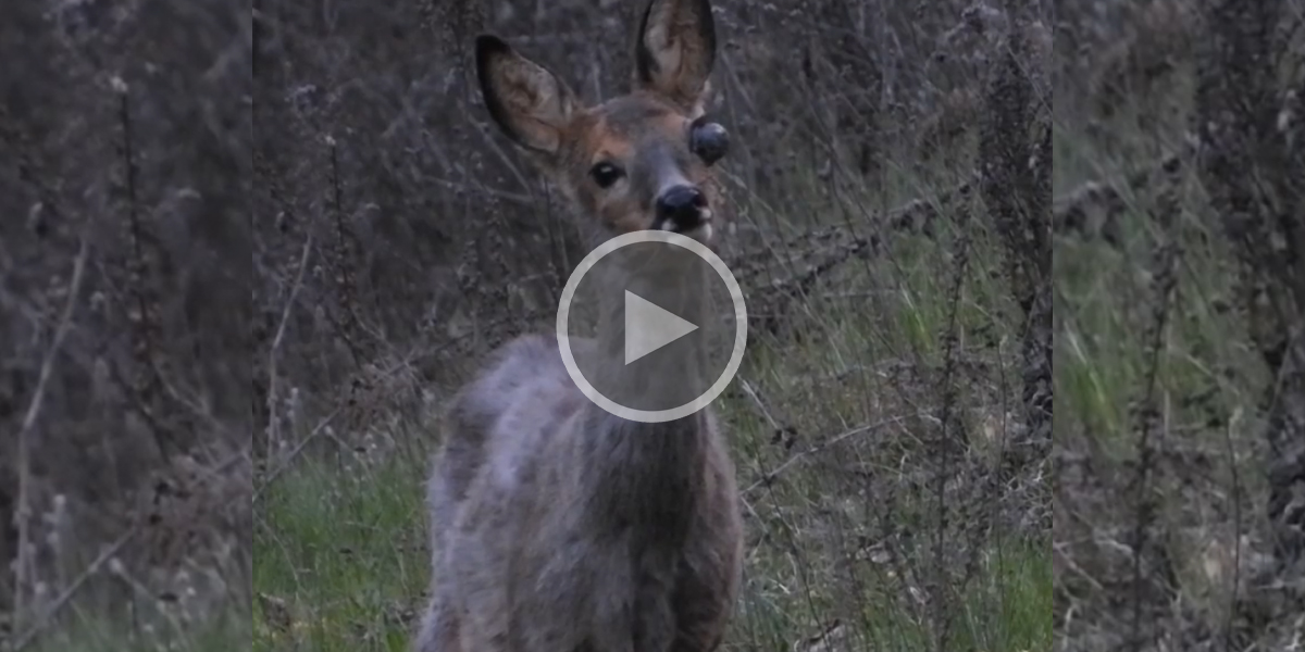 [Vidéo] Un chevreuil avec une affection de l’œil étonnante