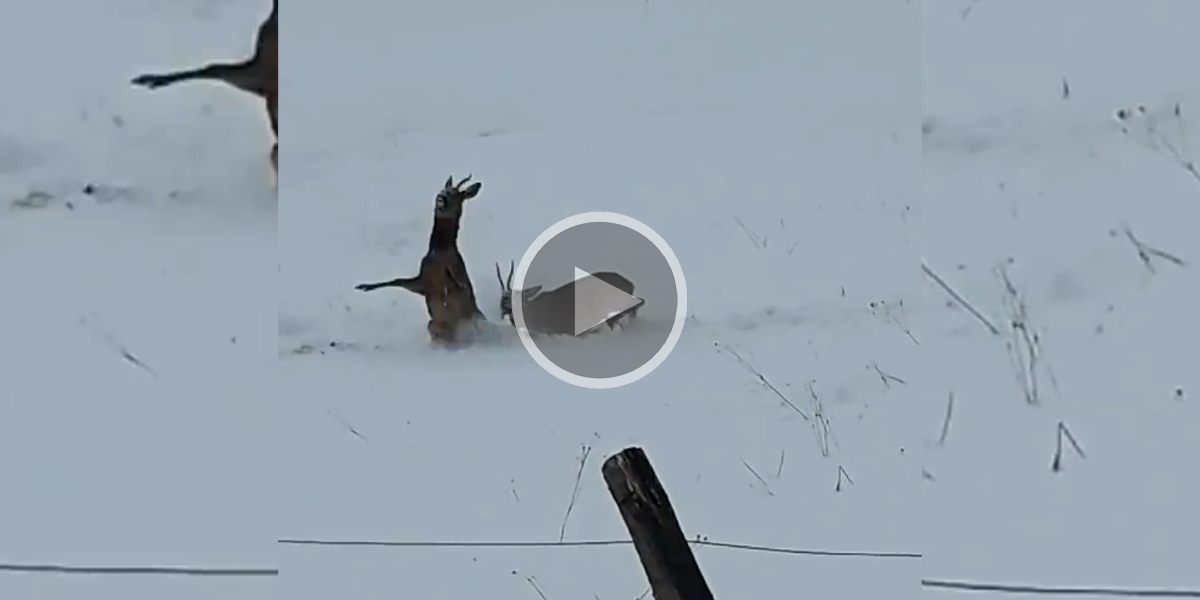 [Vidéo] Un combat de chevreuils dans la neige