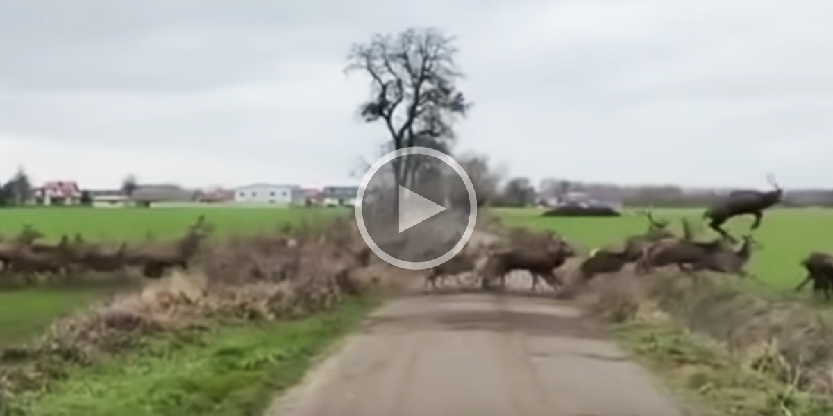 [Vidéo] Une harde impressionnante traverse une route de campagne