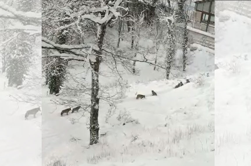 [Vidéo] Une meute de loups filmée aux abords des maisons