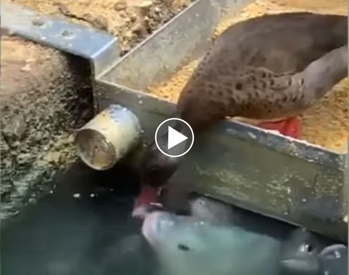 [Vidéo] Un canard donne à manger à des poissons