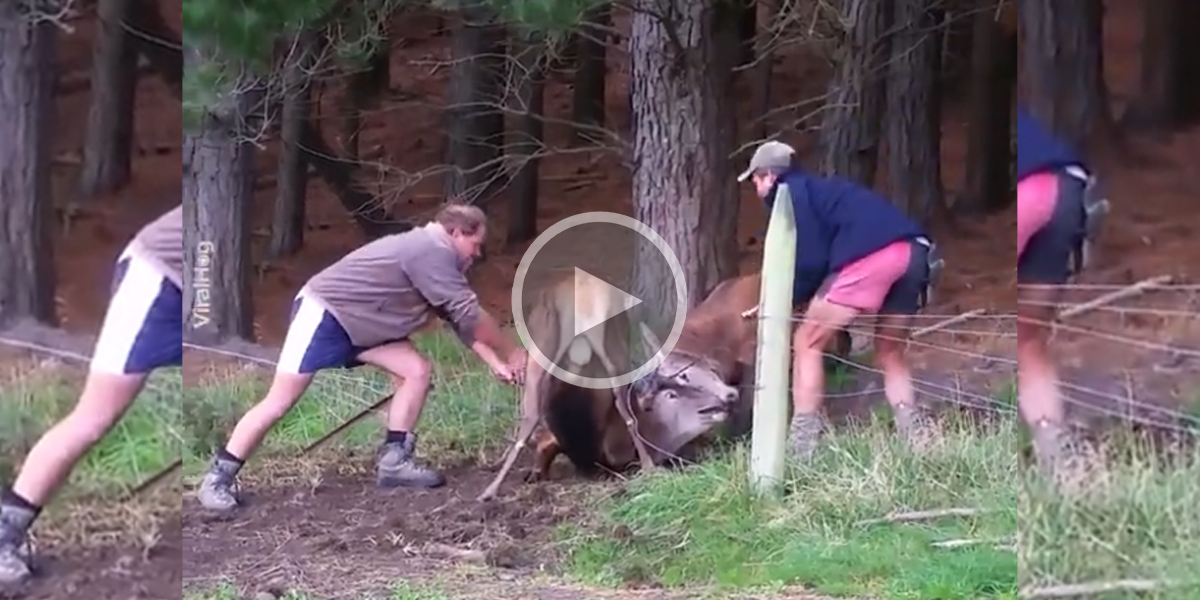 [Vidéo] Deux cerfs en très mauvaise posture