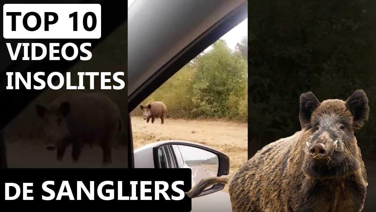 [Vidéo] Best-of des meilleures vidéos de sangliers