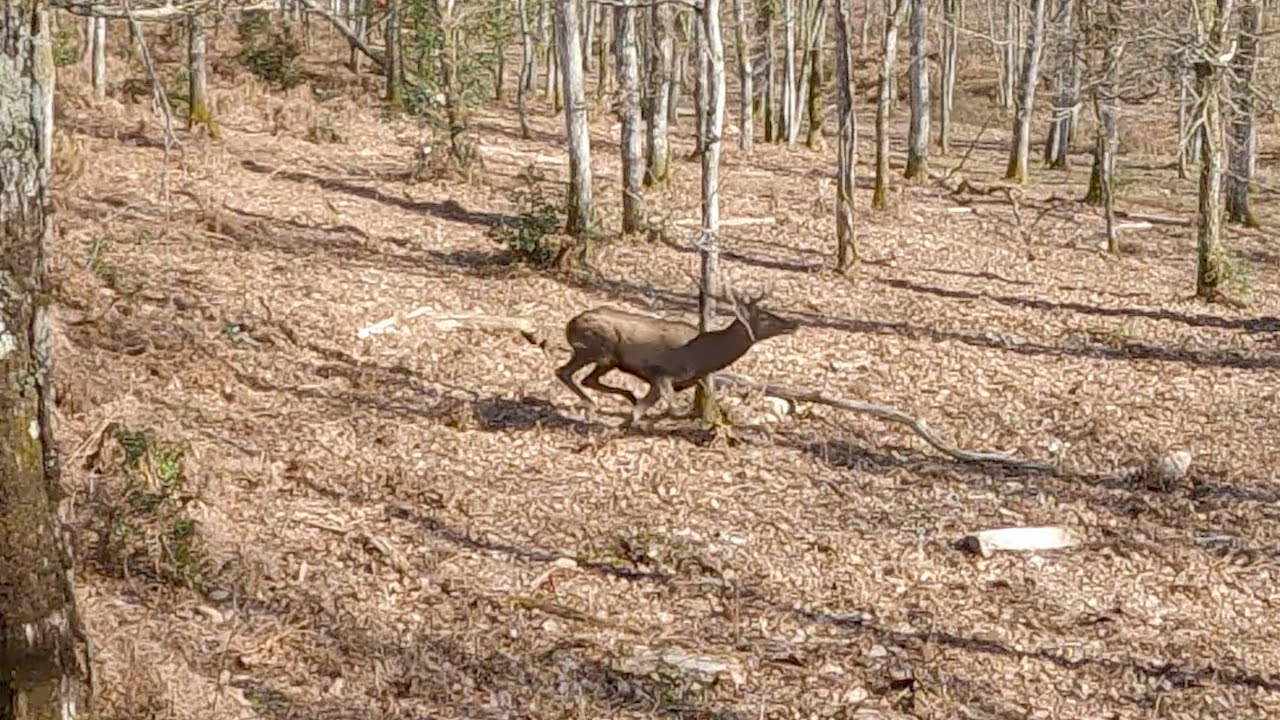 [Vidéo] Best-of saison de chasse 2021/2022