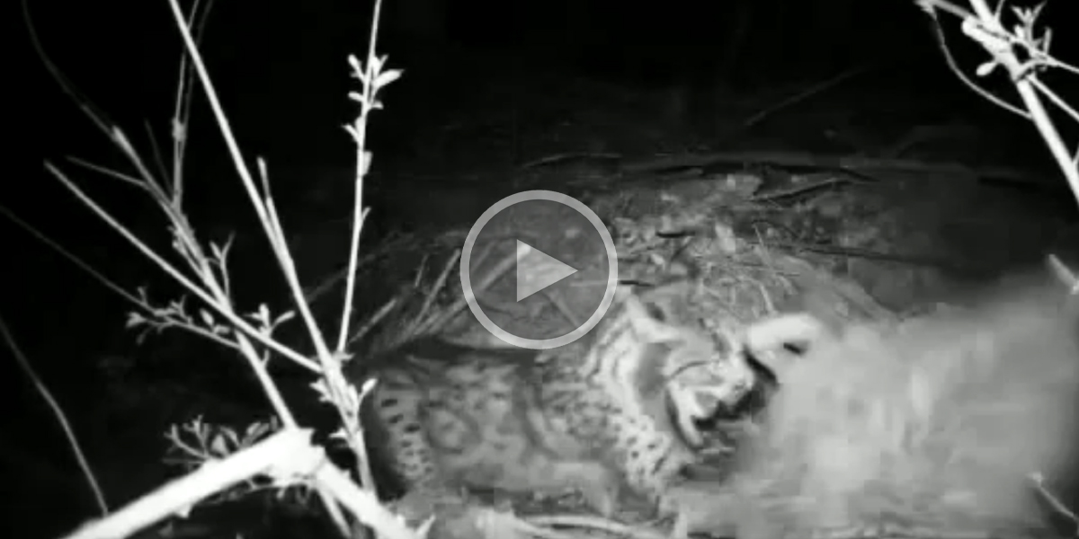 [Vidéo] Une femelle lynx défend ses petits face à un blaireau