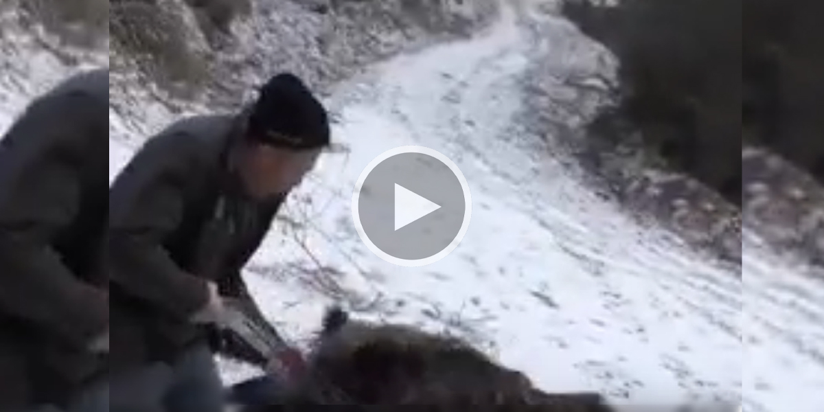 [Vidéo] Un sanglier sort du bois en furie et charge deux chasseurs