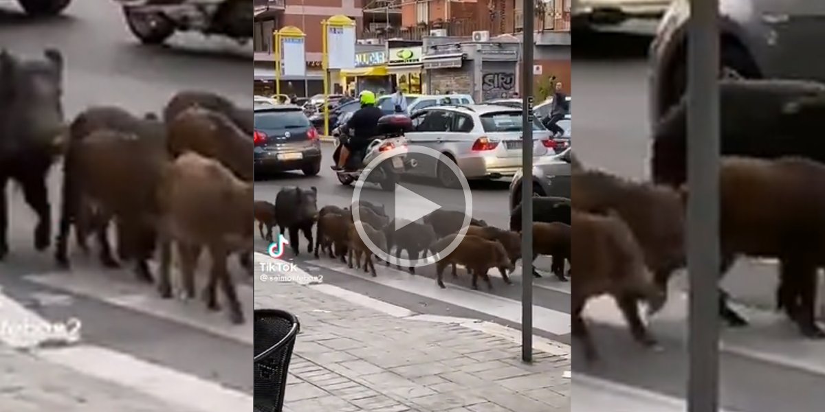 [Vidéo] Une compagnie de sangliers en pleine ville et dans la circulation