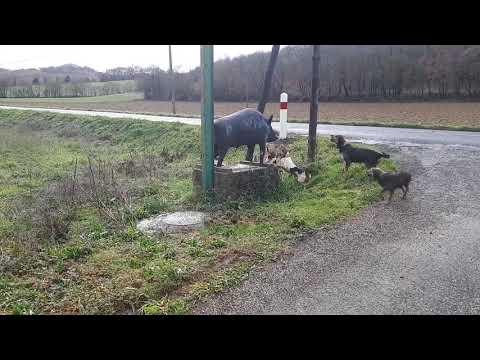 [Insolite] Une meute au ferme devant une…. statue !