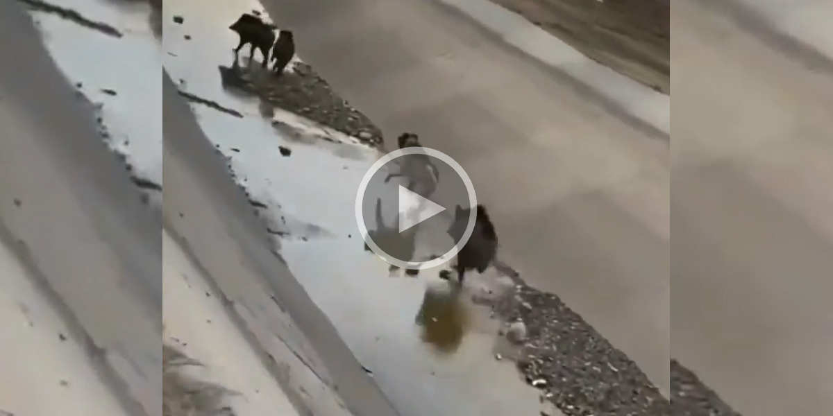 [Vidéo] Des sangliers poursuivis par un chien poursuivi par des sangliers