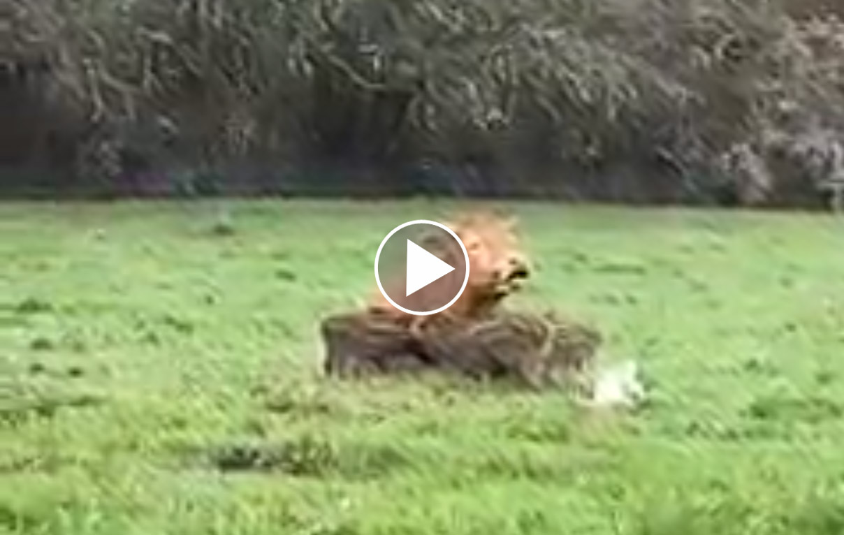 [Vidéo] Instants magiques : une vache adopte des marcassins orphelins