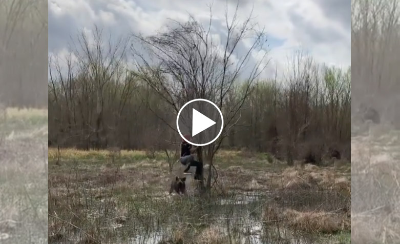 [Vidéo] Chargé par un sanglier, il se réfugie dans un arbre