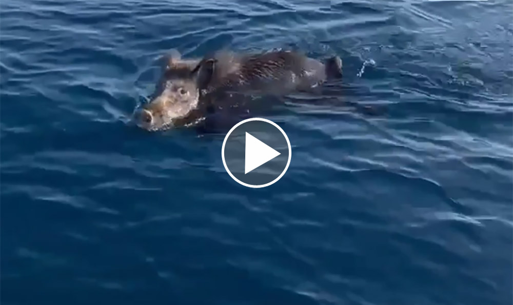 [Vidéo] Ils partent pêcher la dorade et croisent un sanglier