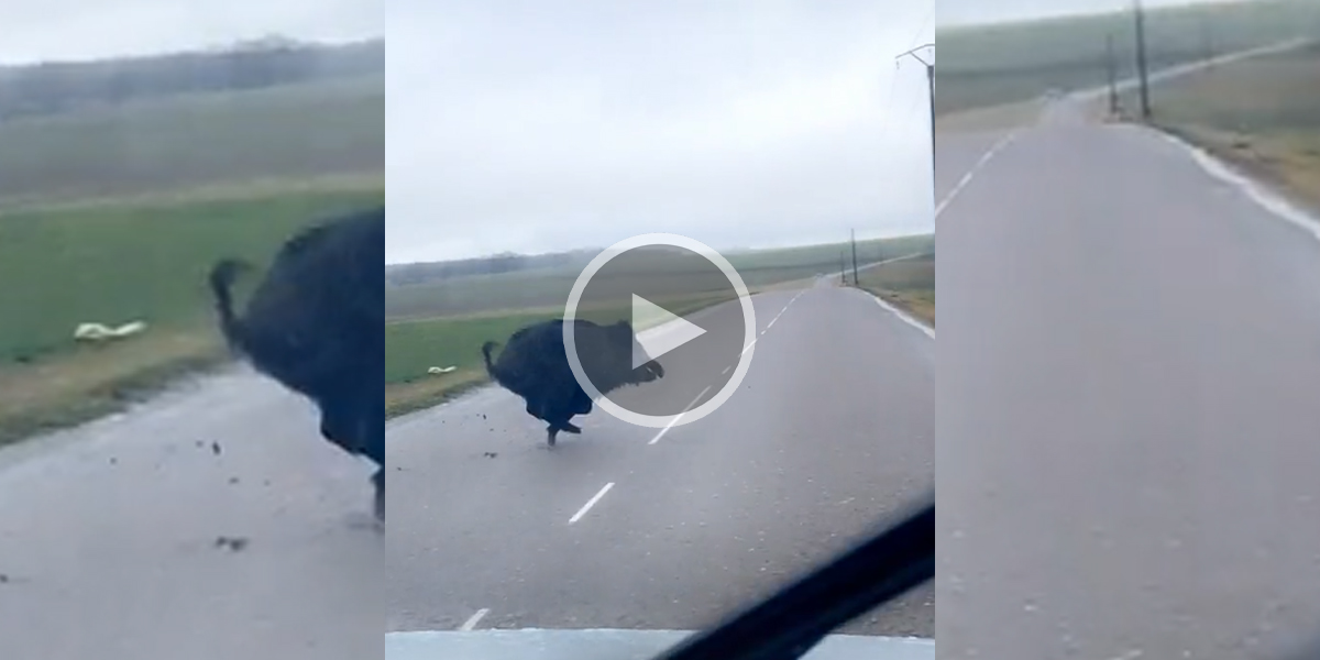 [Vidéo] Un sanglier traverse juste devant une voiture