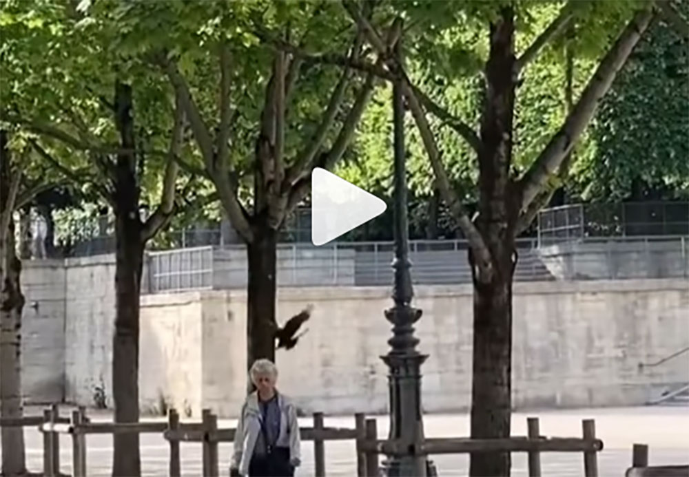 [Vidéo] Des corvidés attaquent des passants dans Paris