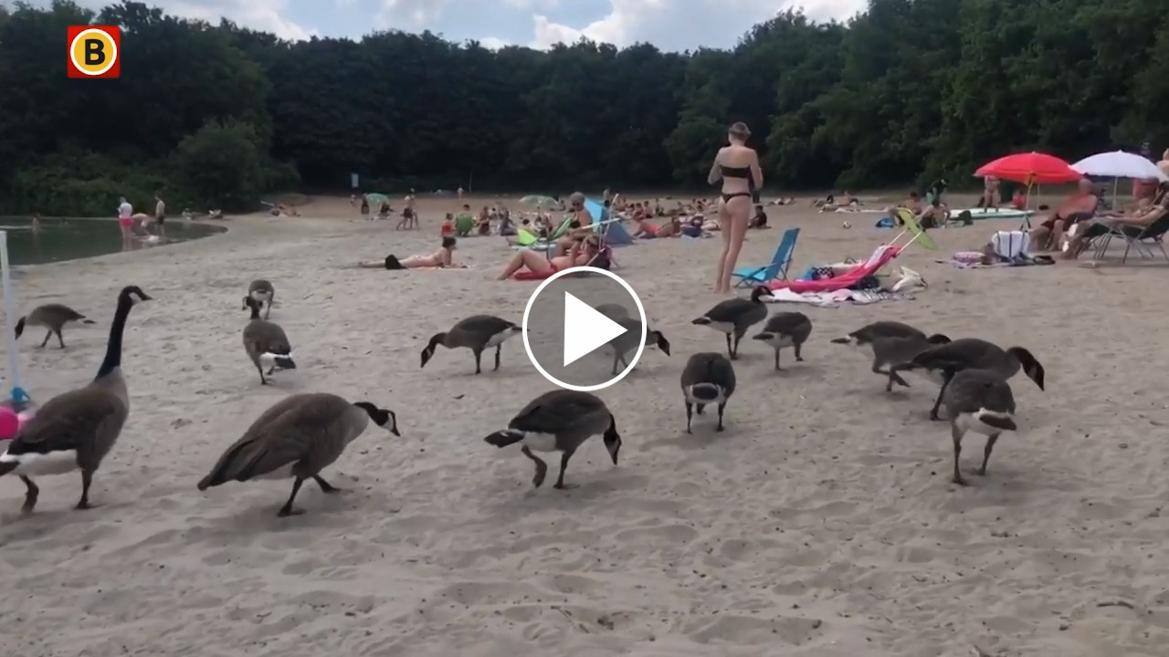 [Vidéo] Sur cette plage les touristes se baignent avec les bernaches