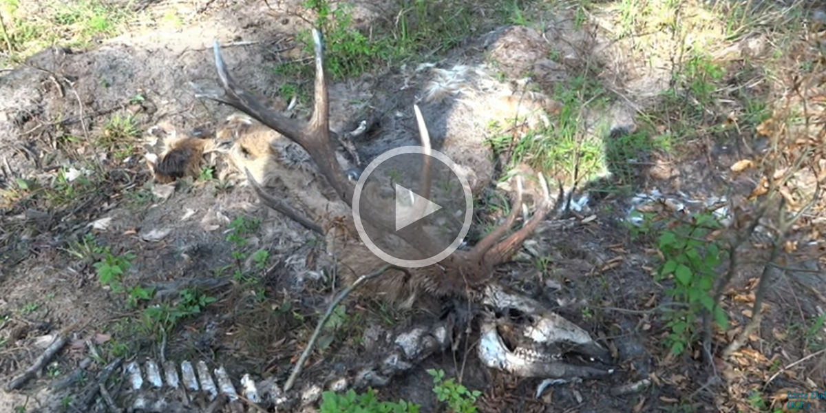 [Vidéo] A la chasse au bois, il découvre une carcasse de cerf entière