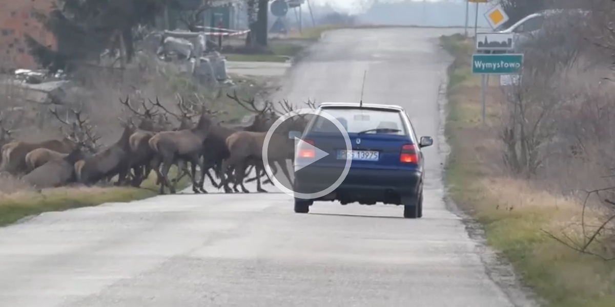 [Vidéo] Une harde de cervidés traverse juste devant une voiture