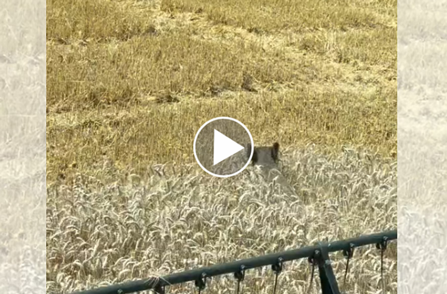 [Vidéo] Une laie et ses 3 marcassins sauvés de justesse