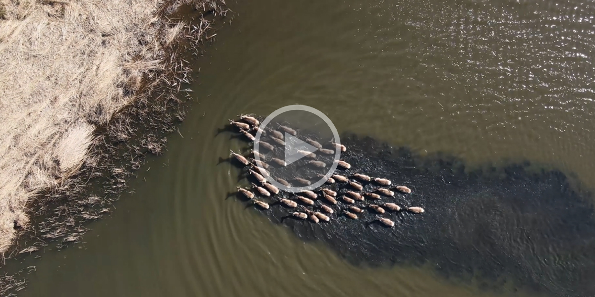 [Vidéo] Une harde de cervidés traverse un cours d’eau