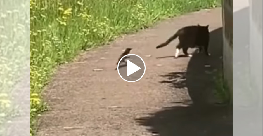 [Vidéo] Une pie joue la provocation avec un chat