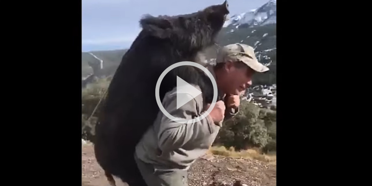 [Vidéo] Chasser un sanglier c’est bien, mais le ramener aussi c’est du sport!