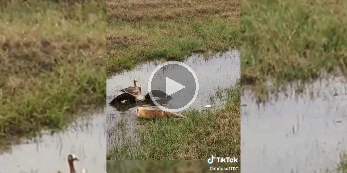 [Vidéo] Des oies défendent leurs petits face à un renard