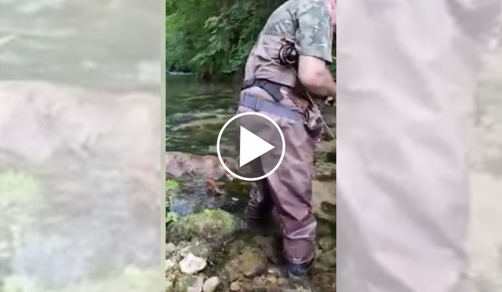 [Vidéo] Un renard rend visite à un pêcheur, et mange son poisson