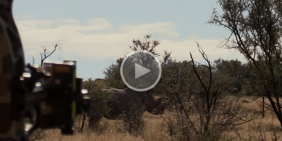 [Vidéo] Un énorme rhinocéros africain tiré à l’arc