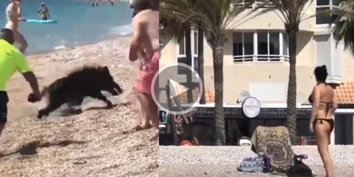 [Vidéo] Un sanglier attaque une femme sur une plage et lui entaille la jambe