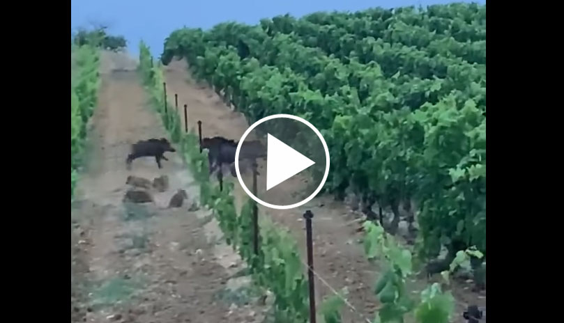 [Vidéo] Une grosse compagnie de sangliers filmée dans les vignes